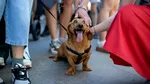 Mai mulți câini decât copii. Cum se transformă familiile europene și ce spun specialiștii