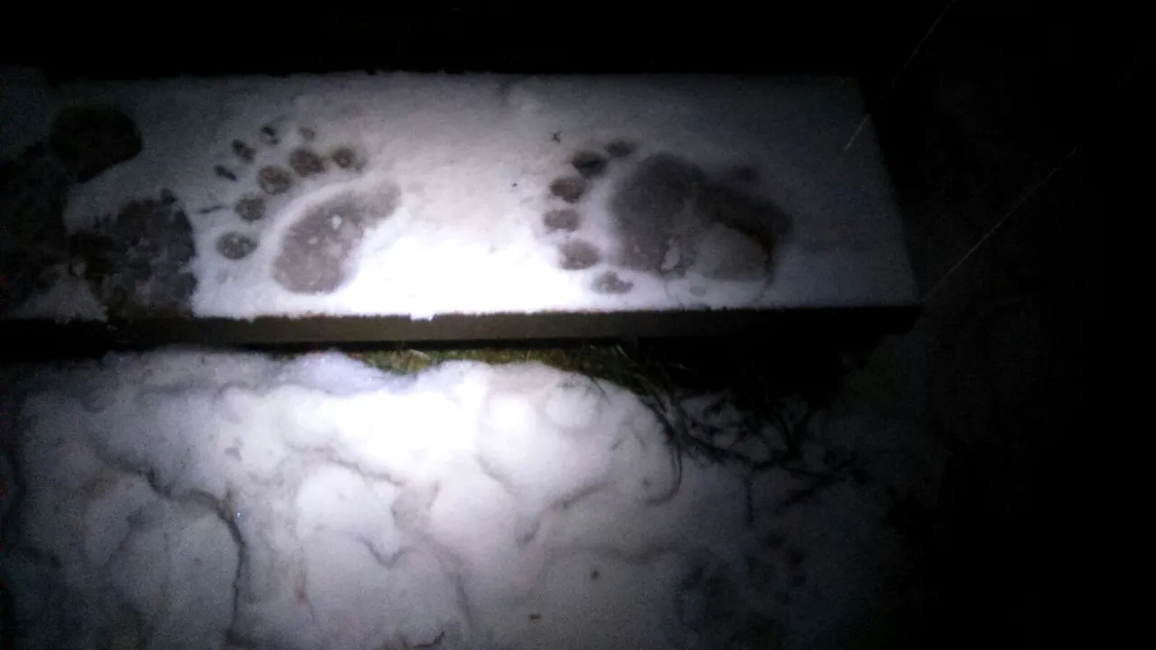 URSUL a spart din nou uşa Cabanei Postăvaru: Animalul a plecat cu o cutie de bomboane şi o pungă cu zahăr | FOTO