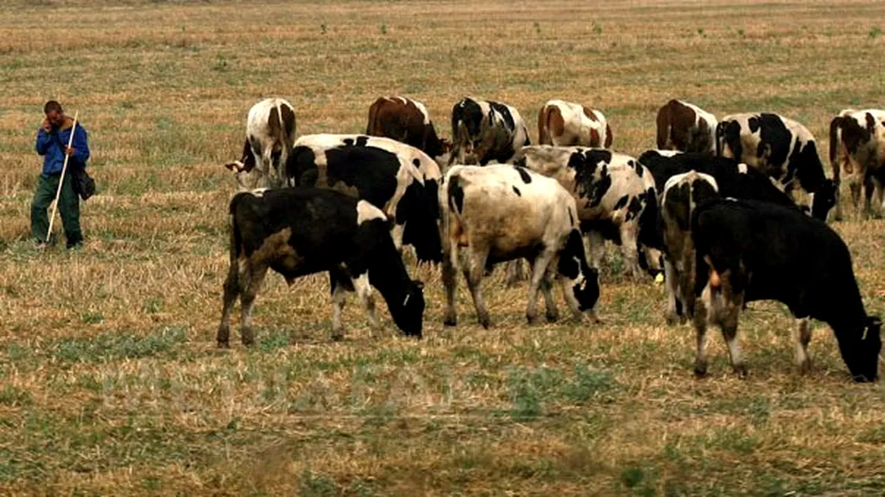 CE aprobă schema de ajutor de stat pentru sprijinirea crescătorilor de bovine din România