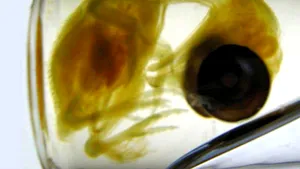 Oamenii de ştiinţă au creat o găină cu picioare de dinozaur, într-un experiment bizar