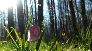 Locul din România unde poate fi admirată laleaua pestriţă, o floare pe cale de dispariţie