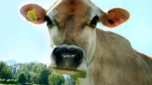 Trei văcuţe din Iowa au evadat. Ce au făcut pe pista aeroportului 