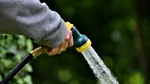 Cinci plante care au nevoie de mai multă apă pe timp de caniculă
