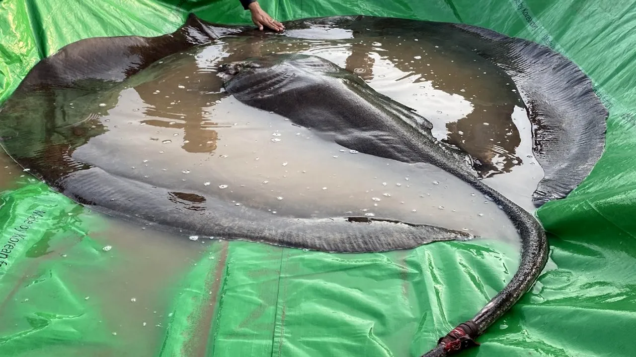 Cel mai mare peşte de apă dulce din lume are 300 kg. Unde a fost descoperit