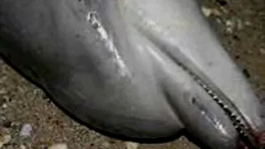 Delfin găsit mort pe plaja din Costineşti