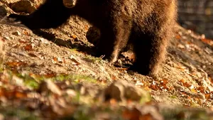 Povestea puiului de urs salvat de la moarte acum un an. Kenya a primit o nouă şansă la viaţă