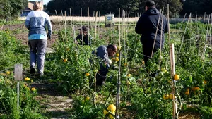  În lipsa muncitorilor din România, austriecii redescoperă munca la câmp: „Este foarte greu la început, apoi începi să te obişnuieşti cu durerea”