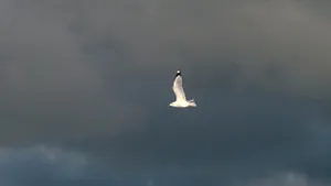 Numeroase tornade au traversat sud-estul Statelor Unite