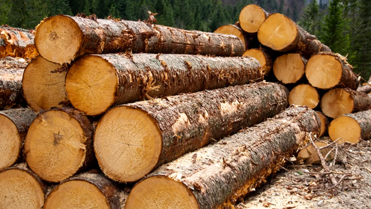 Analiză. România, ţara care îşi vinde ,,aurul verde’’ cu ochii închişi. Topul companiilor implicate în exploatarea pădurilor