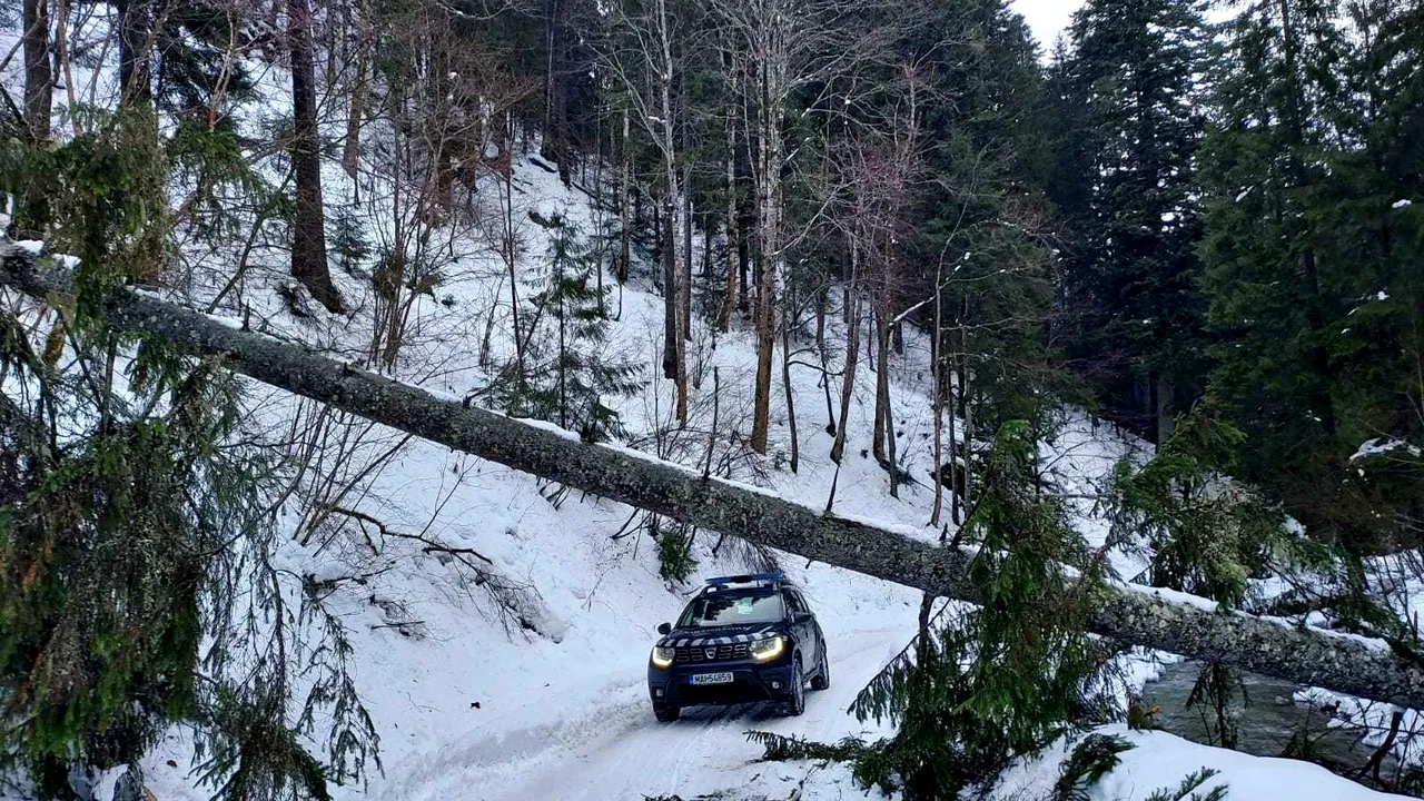 Traseul Valea Măriilor, inaccesibil din cauza unui copac doborât de vânt