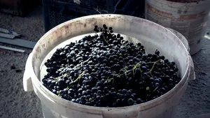 Avertismentul pompierilor: Risc de intoxicație cu gaze în timpul fermentării mustului