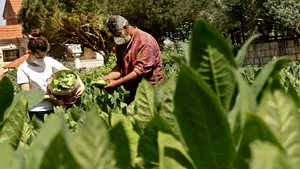 În lipsa muncitorilor sezonieri din România şi alte ţări europene, agricultura din Marea Britanie e în pericol. Prinţul Charles: „Alimentele nu apar ca prin minune” VIDEO