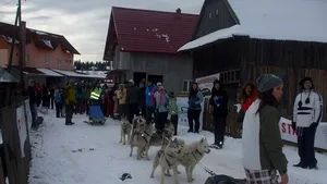 Cluj: Treisprezece sănii trase de câini se întrec la prima ediţie a Cupei Beliş - FOTO