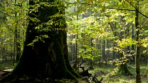 Protest de Ora Pământului: Mai mulţi de ecologişti din Bistriţa şi-au manifestat nemulţumirea faţă de tăierea copacilor din jurul unei biserici