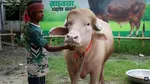 „Donald Trump”, bivolul albino din Bangladesh, adună o mulțime de vizitatori. „Chiar seamănă cu președintele”