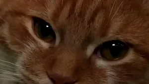 Monstru sau animal adorabil? Povestea lui Daniel, motanul cu 26 de degete - VIDEO