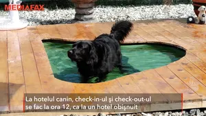 Pleci în vacanţă şi nu ştii ce să faci cu caţelul tău? Cazează-l la un hotel canin cu piscină 