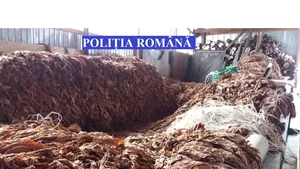 Peste două tone de tutun, confiscat de poliţiştii din Mureş - FOTO