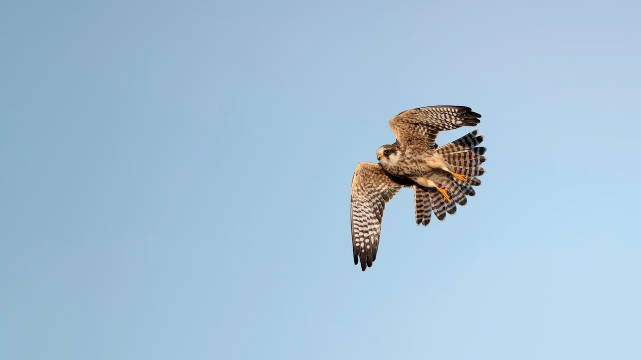 Primul caz de gripă aviară H5N1 la o pasăre sălbatică în Mexic