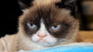 Cele mai bogate animale din lume: Câinele contesei Karlotta Liebenstein şi pisica lui Karl Lagerfeld - FOTO