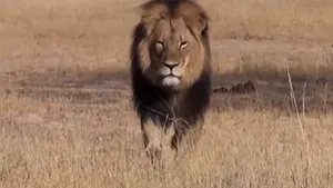Ameninţări şi critici la adresa americanului care a ucis cel mai cunoscut leu din Africa - FOTO, VIDEO